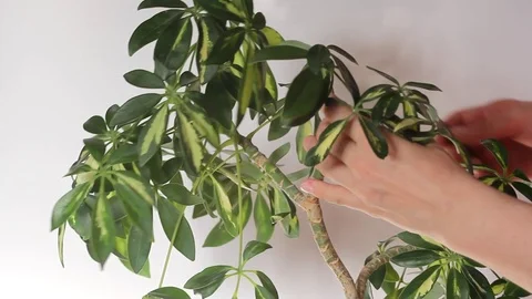 Pruning stalk from stem of Schefflera Stock Footage 123990411