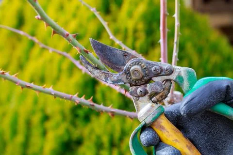 Pruning stem roses with garden shears. Formation of a rose bush by a gardener Stock Photos