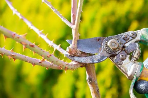 Pruning stem roses with garden shears. Formation of a rose bush by a gardener Stock Photos