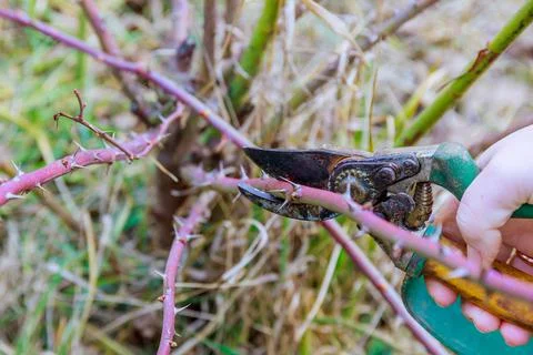 Pruning stem roses with garden shears. Formation of a rose bush. Secateurs in Stock Photos