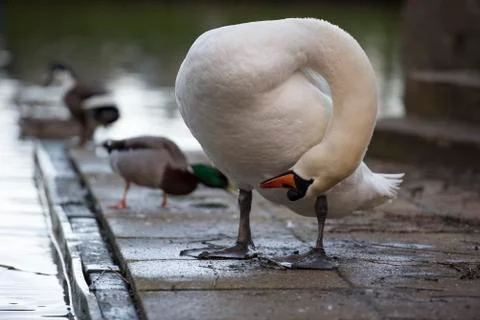 Pruning swan Foto stock