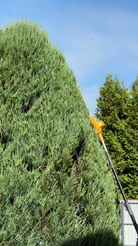 Pruning Tall Hedges in the Backyard on a Sunny Afternoon in Autumn Stock Footage 316691984