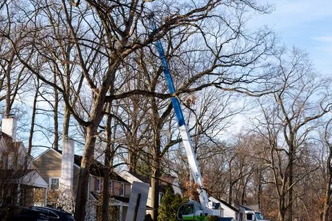 Pruning tall trees in winter with a hydraulic lift platform truck company Stock Photos