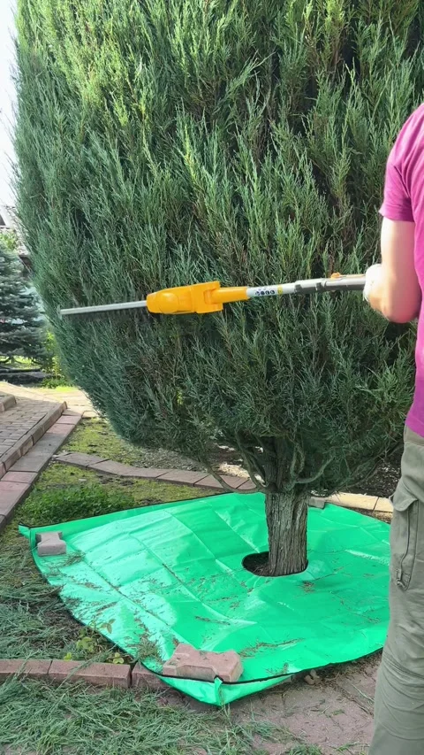 Pruning Techniques for a Perfectly Shaped Evergreen Shrub in a Sunny Garden Stock Footage 316543295