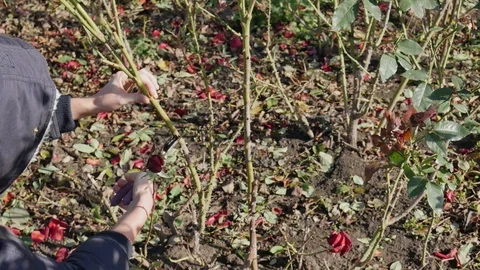 Pruning thick lignified roses stems. Plant stems closeup. Pruning roses bushes Stock Footage 119760358