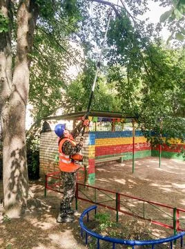 Pruning threatening branches from trees in the playground. Photos
