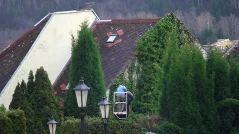 Pruning of thujas. Sanitary pruning of large trees. Stock Footage 302992320