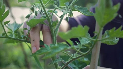 Pruning tomato Stock Footage 76787941