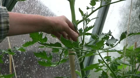 Pruning tomato plant with a secateurs 스톡 동영상 11401022
