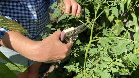 Pruning Tomato Plants Stock Footage 313867203