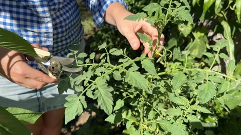 Pruning Tomato Plants Stock Footage 313867532