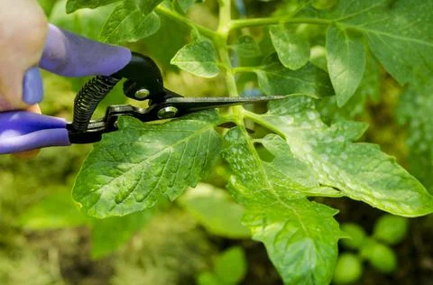 Pruning tomato plants, removing stems. Studio Photo Stock Photos