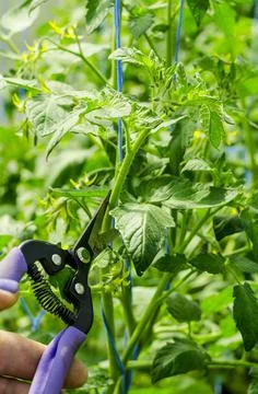 Pruning tomato plants, removing stems. Studio Photo Stock Photos