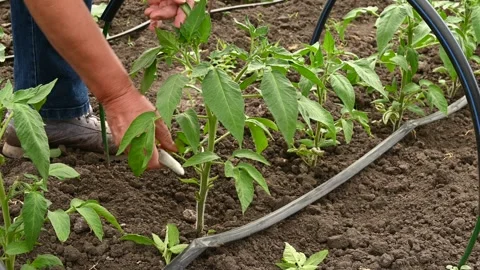 Pruning Tomato Suckers And Cutting Side Shoots With Knife Close Up Stock-Footage 336667981
