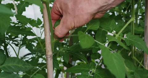 Pruning tomatoes Stock Footage 245619793