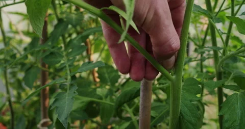 Pruning tomatoes Stock Footage 245619866