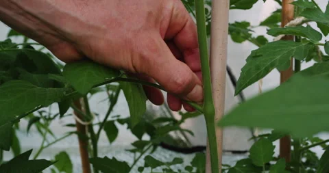 Pruning tomatoes Stock Footage 245619941