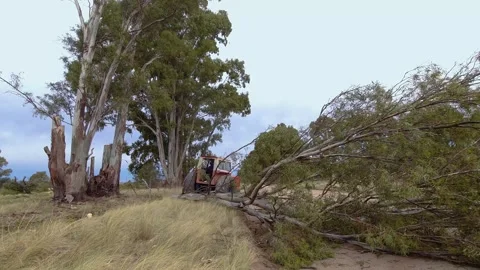 Pruning: tractor dragging trunks of a freshly cut eucalyptus tree Stock Footage 252326886