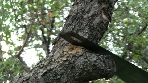 Pruning tree branch Video stock 11535108