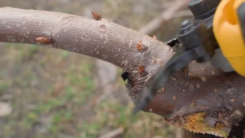 Pruning tree branch with pruning shears close-up in spring garden 库存影片 339418205