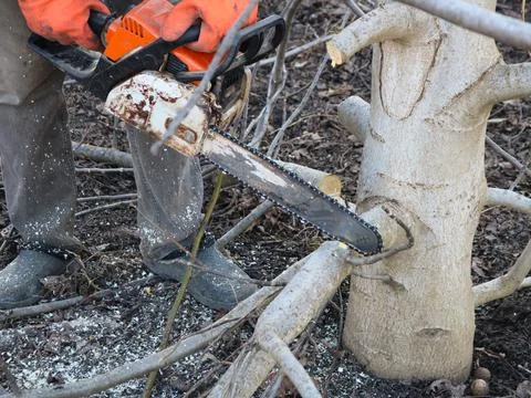 Pruning tree branches with a chainsaw in the garden Stockfoto's