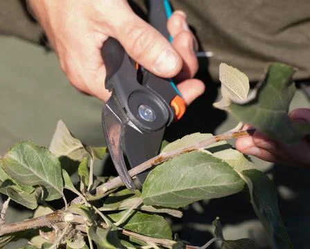 Pruning tree branches early in spring Stock Photos