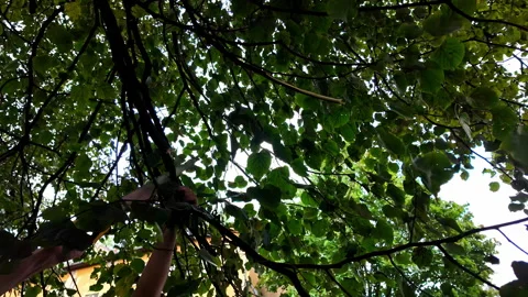 Pruning tree branches with a hand saw 스톡 동영상 291607714