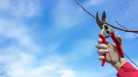 Pruning tree branches. Pruning a tree in spring, cleaning the garden. Secateu Stock Photos