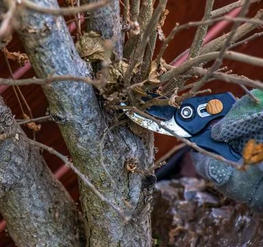 Pruning tree branches with scissors. A gardener trims branches of an old tr.. Stock Photos