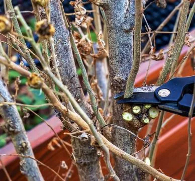 Pruning tree branches with scissors. Trimming hibiscus syriacus. Stock Photos