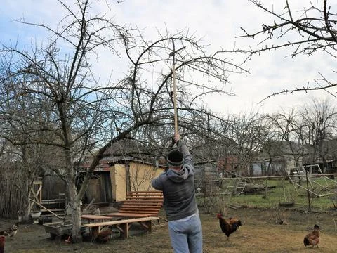 Pruning tree branches with special long scissors Stock Photos