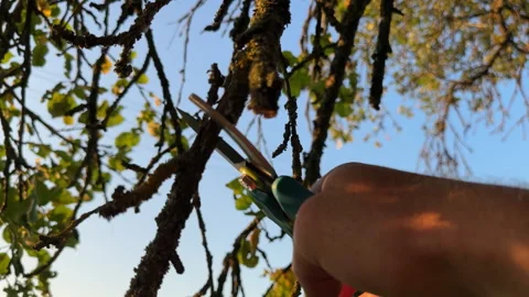 Pruning tree with clippers on backyard in village. Pruning  tools. Stock Footage 251531139