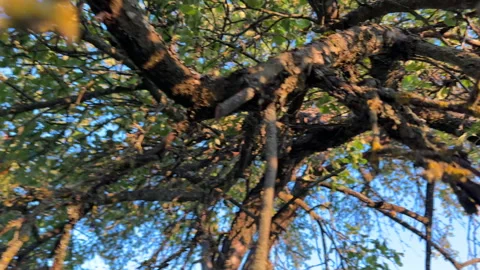 Pruning tree with clippers on backyard in village. Pruning  tools. Stock Footage 251531164
