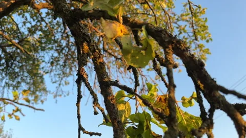 Pruning tree with clippers on backyard in village. Pruning  tools. Stock Footage 251531206