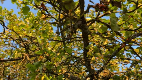 Pruning tree with clippers on backyard in village. Pruning  tools. Stock Footage 251531572