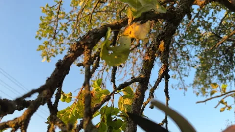 Pruning tree with clippers on backyard in village. Pruning  tools. Stock Footage 251531652