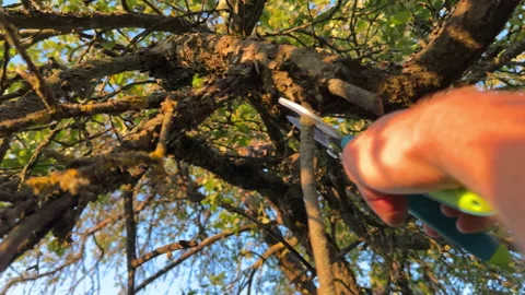 Pruning tree with clippers on backyard in village. Pruning  tools. Stock Footage 251531958
