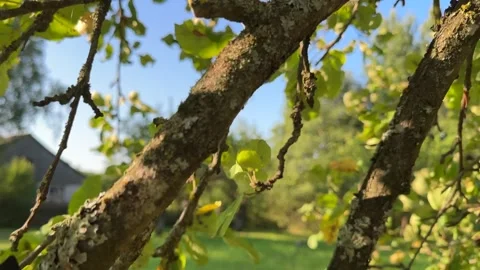 Pruning tree with clippers on backyard in village. Stock Footage 251747551