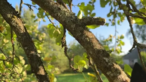 Pruning tree with clippers on backyard in village. Stock Footage 251747595