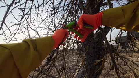 Pruning tree with clippers on backyard in village. Pruning  tools. Video stock 269050509