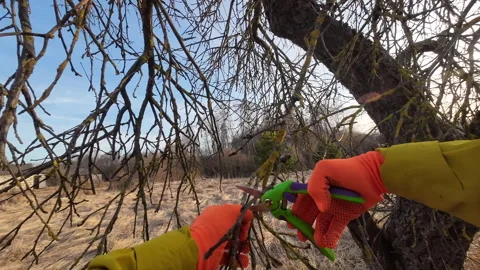 Pruning tree with clippers on backyard in village. Pruning  tools. Video stock 269058712