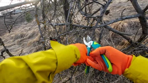 Pruning tree with clippers on backyard in village. Pruning  tools. Video stock 269066226
