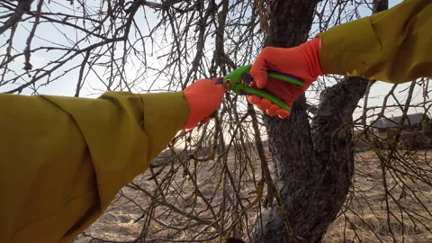 Pruning tree with clippers on village backyard. Cut branch use branch cutter. Video stock 269050543
