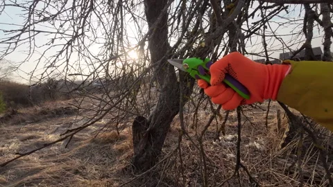 Pruning tree with clippers on village backyard. Video stock 269050659