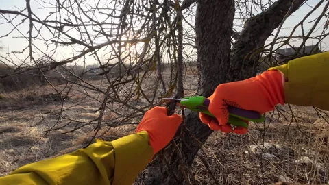 Pruning tree with clippers on village backyard. Video stock 269050709