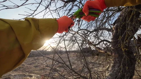 Pruning tree with clippers on village backyard. Video stock 269051820