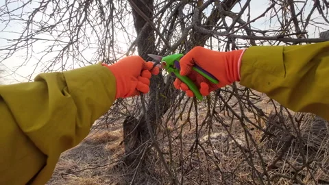 Pruning tree with clippers on village backyard. Cut branch use branch cutter. Video stock 269057709
