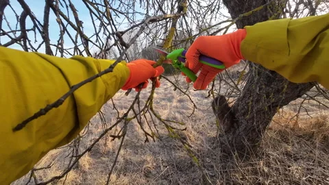 Pruning tree with clippers on village backyard. Stock Footage 269060261