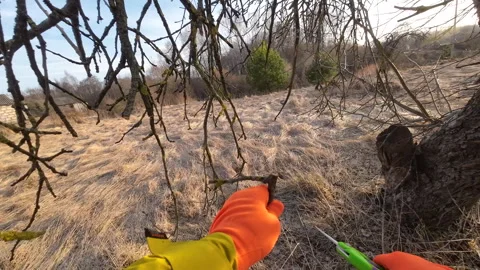 Pruning tree with clippers on village backyard. Video stock 269062092