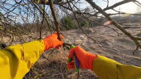 Pruning tree with clippers on village backyard. Stock-Footage 269065005